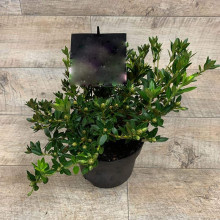Рододендрон якушиманський Ексельсіор | Rhododendron yakushimanum Excelsior | Рододендрон якушиманский Эксельсиор