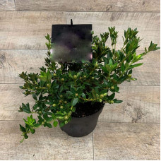 Рододендрон якушиманський Ексельсіор | Rhododendron yakushimanum Excelsior | Рододендрон якушиманский Эксельсиор