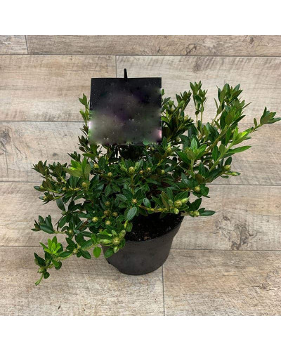Рододендрон якушиманський Ексельсіор | Rhododendron yakushimanum Excelsior | Рододендрон якушиманский Эксельсиор