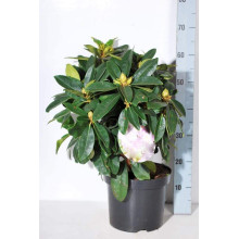 Рододендрон якушиманський Ексельсіор | Rhododendron yakushimanum Excelsior | Рододендрон якушиманский Эксельсиор