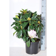 Рододендрон якушиманський Ексельсіор | Rhododendron yakushimanum Excelsior | Рододендрон якушиманский Эксельсиор