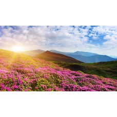 Рододендрон якушиманський Ексельсіор | Rhododendron yakushimanum Excelsior | Рододендрон якушиманский Эксельсиор