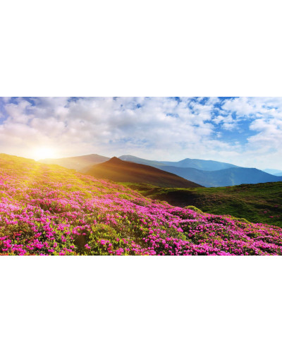 Рододендрон якушиманський Ексельсіор | Rhododendron yakushimanum Excelsior | Рододендрон якушиманский Эксельсиор