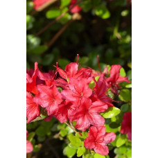 Рододендрон якушиманський Ніно Кримсон | Rhododendron yakushiman Nino Crimson | Рододендрон якушиманский Нино Кримсон