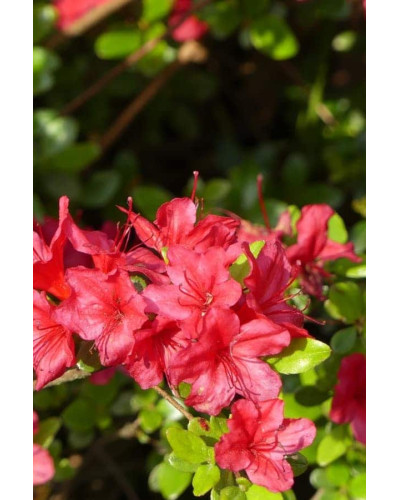 Рододендрон якушиманський Ніно Кримсон | Rhododendron yakushiman Nino Crimson | Рододендрон якушиманский Нино Кримсон