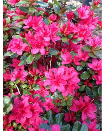 Рододендрон якушиманський Ніно Кримсон | Rhododendron yakushiman Nino Crimson | Рододендрон якушиманский Нино Кримсон