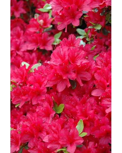 Рододендрон якушиманський Ніно Кримсон | Rhododendron yakushiman Nino Crimson | Рододендрон якушиманский Нино Кримсон