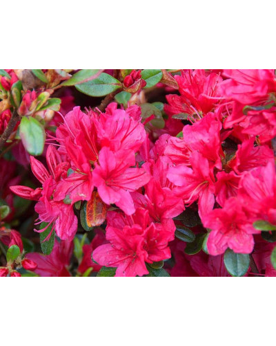 Рододендрон якушиманський Ніно Кримсон | Rhododendron yakushiman Nino Crimson | Рододендрон якушиманский Нино Кримсон