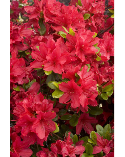 Рододендрон якушиманський Ніно Кримсон | Rhododendron yakushiman Nino Crimson | Рододендрон якушиманский Нино Кримсон