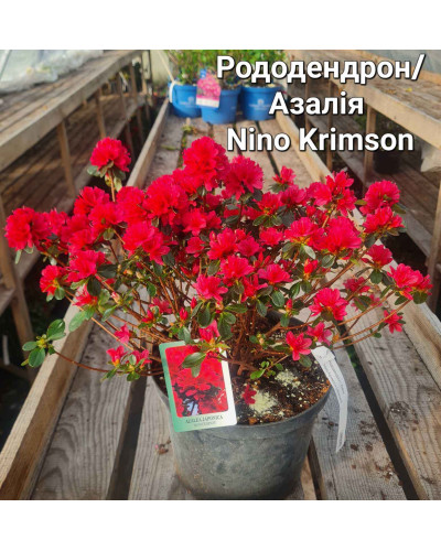 Рододендрон якушиманський Ніно Кримсон | Rhododendron yakushiman Nino Crimson | Рододендрон якушиманский Нино Кримсон