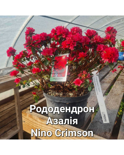 Рододендрон якушиманський Ніно Кримсон | Rhododendron yakushiman Nino Crimson | Рододендрон якушиманский Нино Кримсон