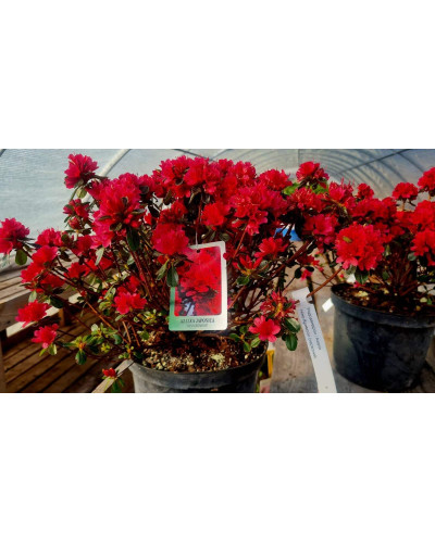 Рододендрон якушиманський Ніно Кримсон | Rhododendron yakushiman Nino Crimson | Рододендрон якушиманский Нино Кримсон