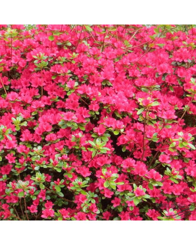 Рододендрон якушиманський Ніно Кримсон | Rhododendron yakushiman Nino Crimson | Рододендрон якушиманский Нино Кримсон