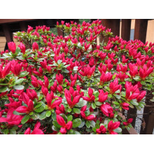 Рододендрон якушиманський Ніно Кримсон | Rhododendron yakushiman Nino Crimson | Рододендрон якушиманский Нино Кримсон