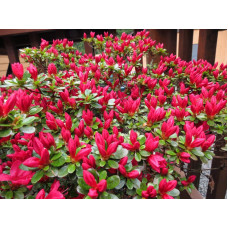 Рододендрон якушиманський Ніно Кримсон | Rhododendron yakushiman Nino Crimson | Рододендрон якушиманский Нино Кримсон
