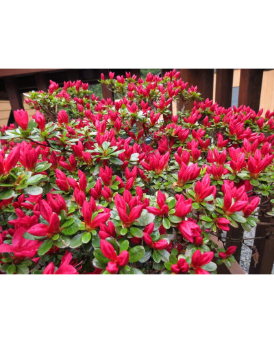 Рододендрон якушиманський Ніно Кримсон | Rhododendron yakushiman Nino Crimson | Рододендрон якушиманский Нино Кримсон