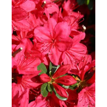 Рододендрон якушиманський Ніно Кримсон | Rhododendron yakushiman Nino Crimson | Рододендрон якушиманский Нино Кримсон