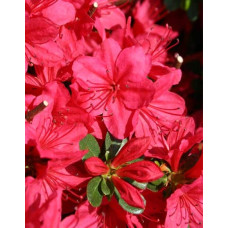 Рододендрон якушиманський Ніно Кримсон | Rhododendron yakushiman Nino Crimson | Рододендрон якушиманский Нино Кримсон