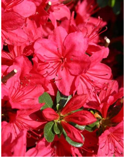 Рододендрон якушиманський Ніно Кримсон | Rhododendron yakushiman Nino Crimson | Рододендрон якушиманский Нино Кримсон