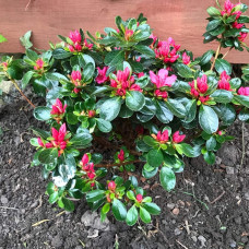 Рододендрон якушиманський Ніно Кримсон | Rhododendron yakushiman Nino Crimson | Рододендрон якушиманский Нино Кримсон