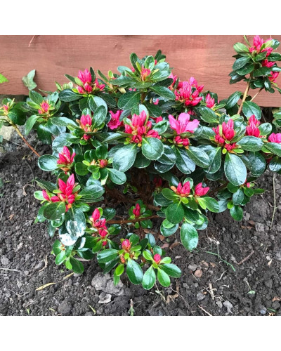 Рододендрон якушиманський Ніно Кримсон | Rhododendron yakushiman Nino Crimson | Рододендрон якушиманский Нино Кримсон