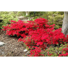 Рододендрон якушиманський Ніно Кримсон | Rhododendron yakushiman Nino Crimson | Рододендрон якушиманский Нино Кримсон