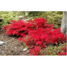 Рододендрон якушиманський Ніно Кримсон | Rhododendron yakushiman Nino Crimson | Рододендрон якушиманский Нино Кримсон
