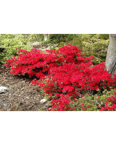 Рододендрон якушиманський Ніно Кримсон | Rhododendron yakushiman Nino Crimson | Рододендрон якушиманский Нино Кримсон