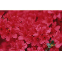Рододендрон якушиманський Ніно Кримсон | Rhododendron yakushiman Nino Crimson | Рододендрон якушиманский Нино Кримсон