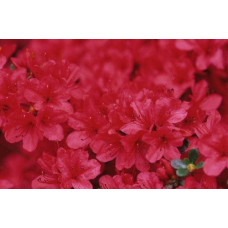 Рододендрон якушиманський Ніно Кримсон | Rhododendron yakushiman Nino Crimson | Рододендрон якушиманский Нино Кримсон