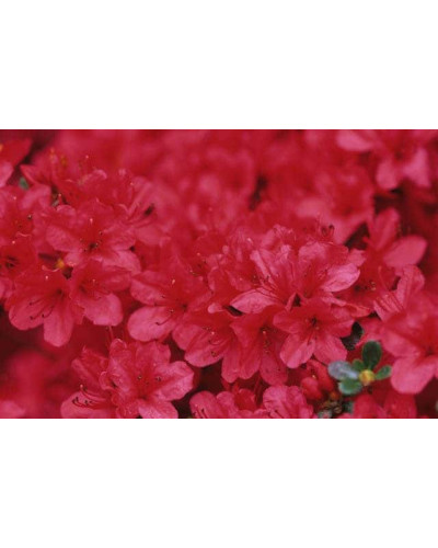 Рододендрон якушиманський Ніно Кримсон | Rhododendron yakushiman Nino Crimson | Рододендрон якушиманский Нино Кримсон