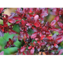 Рододендрон якушиманський Ніно Кримсон | Rhododendron yakushiman Nino Crimson | Рододендрон якушиманский Нино Кримсон