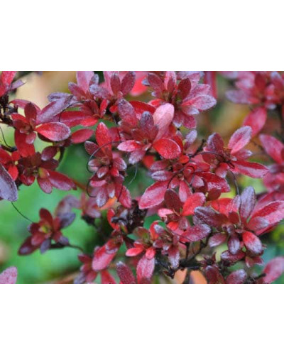 Рододендрон якушиманський Ніно Кримсон | Rhododendron yakushiman Nino Crimson | Рододендрон якушиманский Нино Кримсон