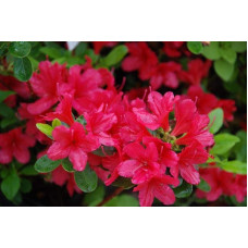 Рододендрон якушиманський Ніно Кримсон | Rhododendron yakushiman Nino Crimson | Рододендрон якушиманский Нино Кримсон