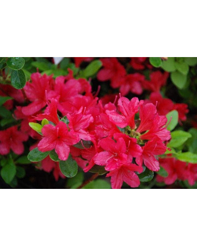 Рододендрон якушиманський Ніно Кримсон | Rhododendron yakushiman Nino Crimson | Рододендрон якушиманский Нино Кримсон