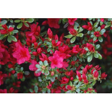 Рододендрон якушиманський Ніно Кримсон | Rhododendron yakushiman Nino Crimson | Рододендрон якушиманский Нино Кримсон