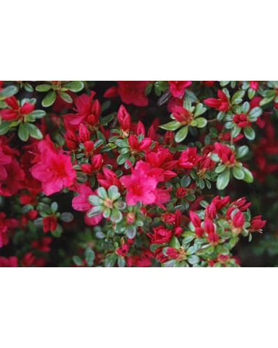 Рододендрон якушиманський Ніно Кримсон | Rhododendron yakushiman Nino Crimson | Рододендрон якушиманский Нино Кримсон