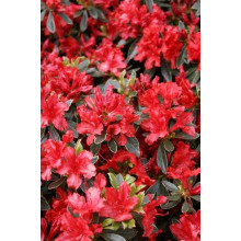 Рододендрон японський Хот Шот Варієгата | Rhododendron Hot Shot Variegata | Рододендрон японский Хот Шот Вариегата