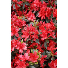 Рододендрон японський Хот Шот Варієгата | Rhododendron Hot Shot Variegata | Рододендрон японский Хот Шот Вариегата