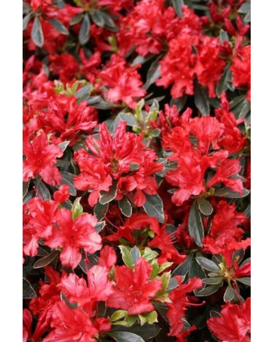 Рододендрон японський Хот Шот Варієгата | Rhododendron Hot Shot Variegata | Рододендрон японский Хот Шот Вариегата