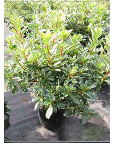 Рододендрон японський Хот Шот Варієгата | Rhododendron Hot Shot Variegata | Рододендрон японский Хот Шот Вариегата