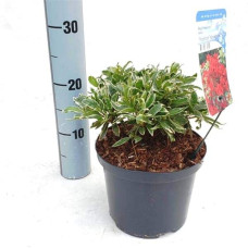 Рододендрон японський Хот Шот Варієгата | Rhododendron Hot Shot Variegata | Рододендрон японский Хот Шот Вариегата