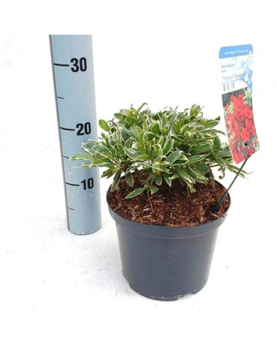 Рододендрон японський Хот Шот Варієгата | Rhododendron Hot Shot Variegata | Рододендрон японский Хот Шот Вариегата