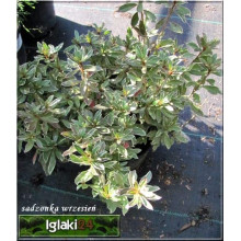 Рододендрон японський Хот Шот Варієгата | Rhododendron Hot Shot Variegata | Рододендрон японский Хот Шот Вариегата