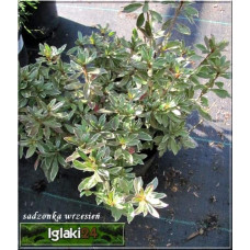 Рододендрон японський Хот Шот Варієгата | Rhododendron Hot Shot Variegata | Рододендрон японский Хот Шот Вариегата