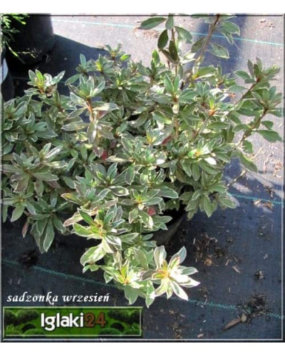 Рододендрон японський Хот Шот Варієгата | Rhododendron Hot Shot Variegata | Рододендрон японский Хот Шот Вариегата