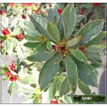 Рододендрон японський Хот Шот Варієгата | Rhododendron Hot Shot Variegata | Рододендрон японский Хот Шот Вариегата