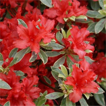 Рододендрон японський Хот Шот Варієгата | Rhododendron Hot Shot Variegata | Рододендрон японский Хот Шот Вариегата