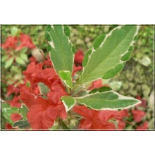 Рододендрон японський Хот Шот Варієгата | Rhododendron Hot Shot Variegata | Рододендрон японский Хот Шот Вариегата