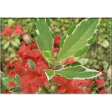 Рододендрон японський Хот Шот Варієгата | Rhododendron Hot Shot Variegata | Рододендрон японский Хот Шот Вариегата